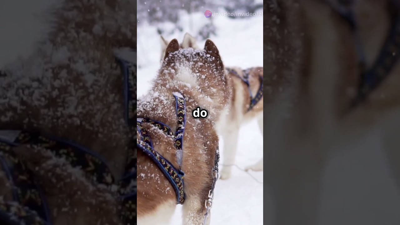 3 ciekawostki o husky, kt&oacute;re musisz znać