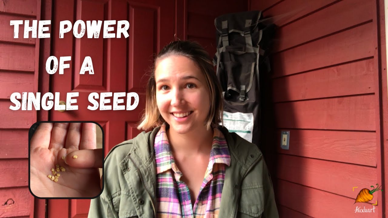 Single Seed Challenge 2021 | Part 1: Planting | Auxhart Gardening