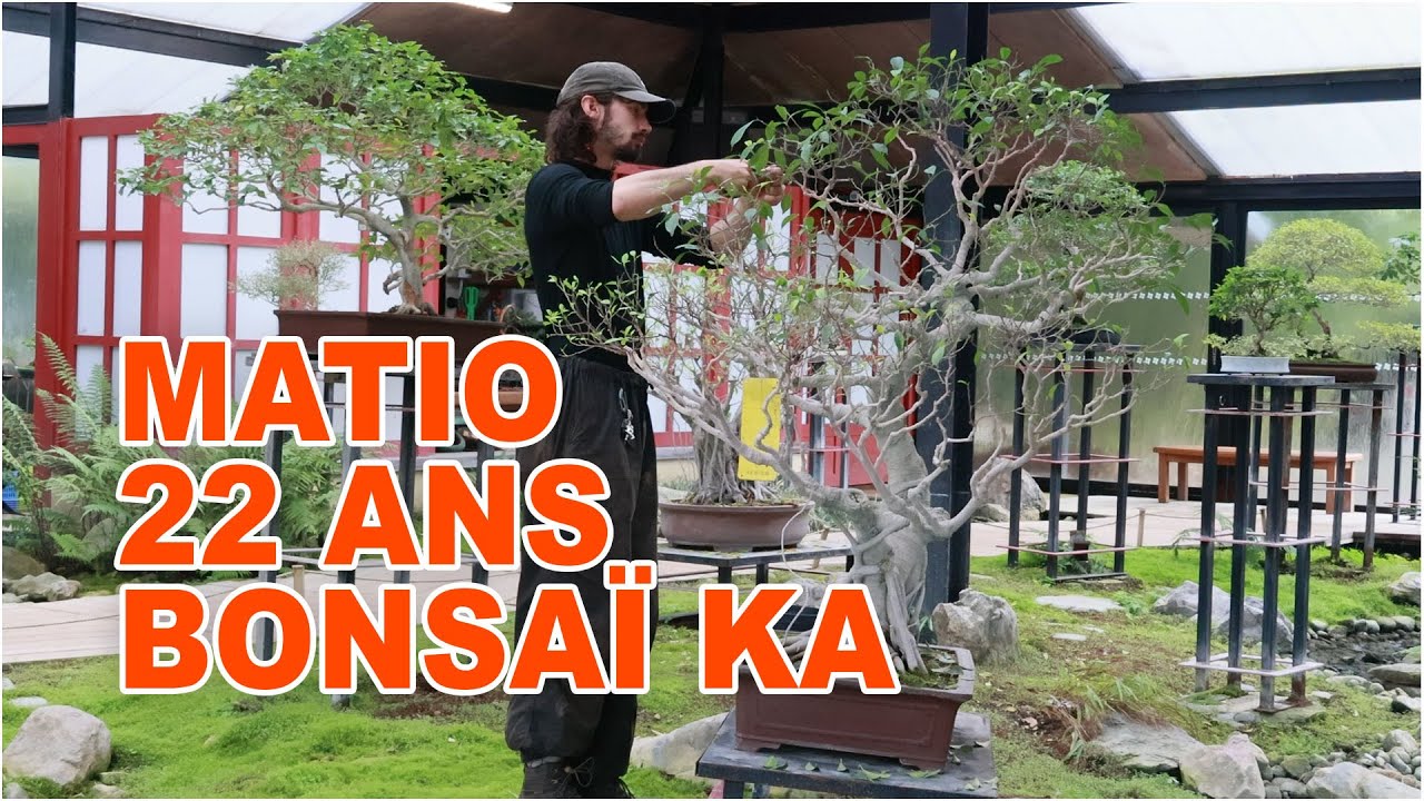 MATIO BONSAÏ KA