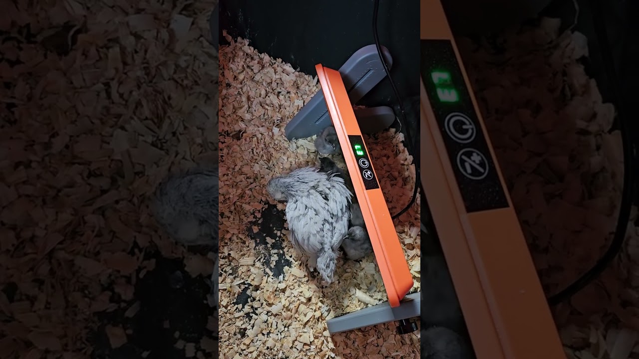 Baby Chick Update