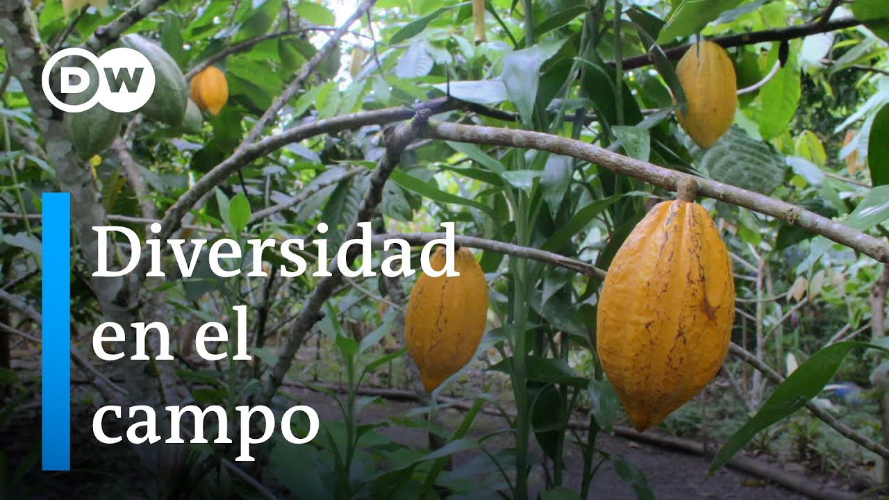 Sistemas agroforestales de Costa Rica