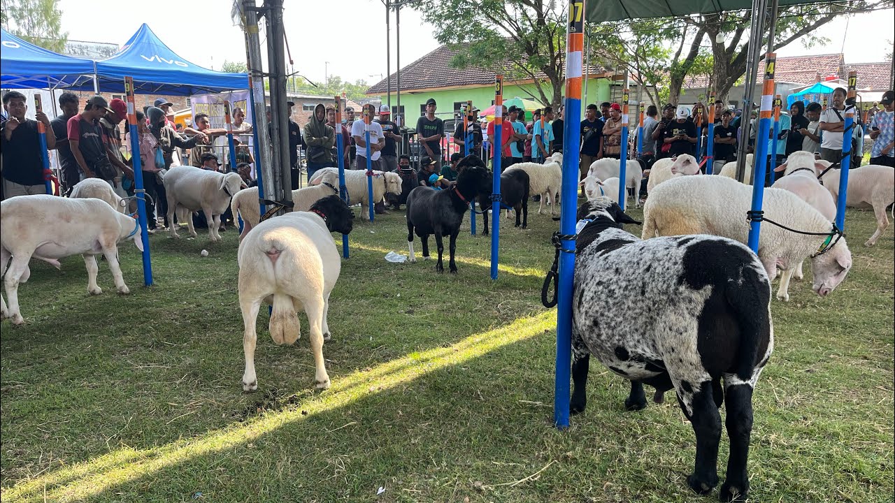 Kontes Domba Kelas Ekstrim Timbang Bobot tembus 150 Kg up