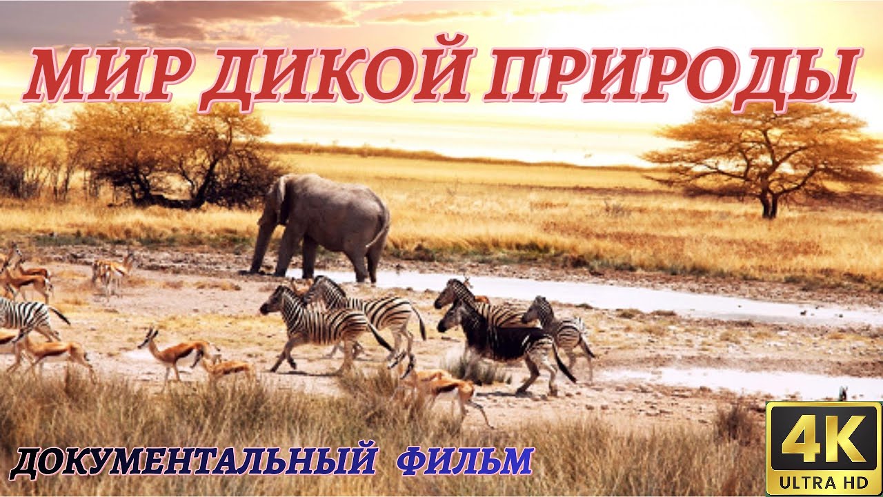 Удивительный Мир Дикой Природы. Документальный Фильм 4K