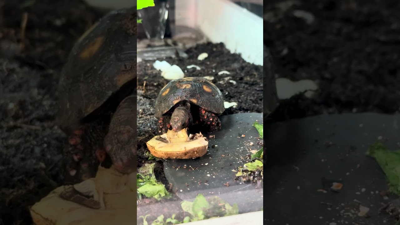 The Mushroom #tortoisecare #tortoiseenclosure #tortoise #turtle 