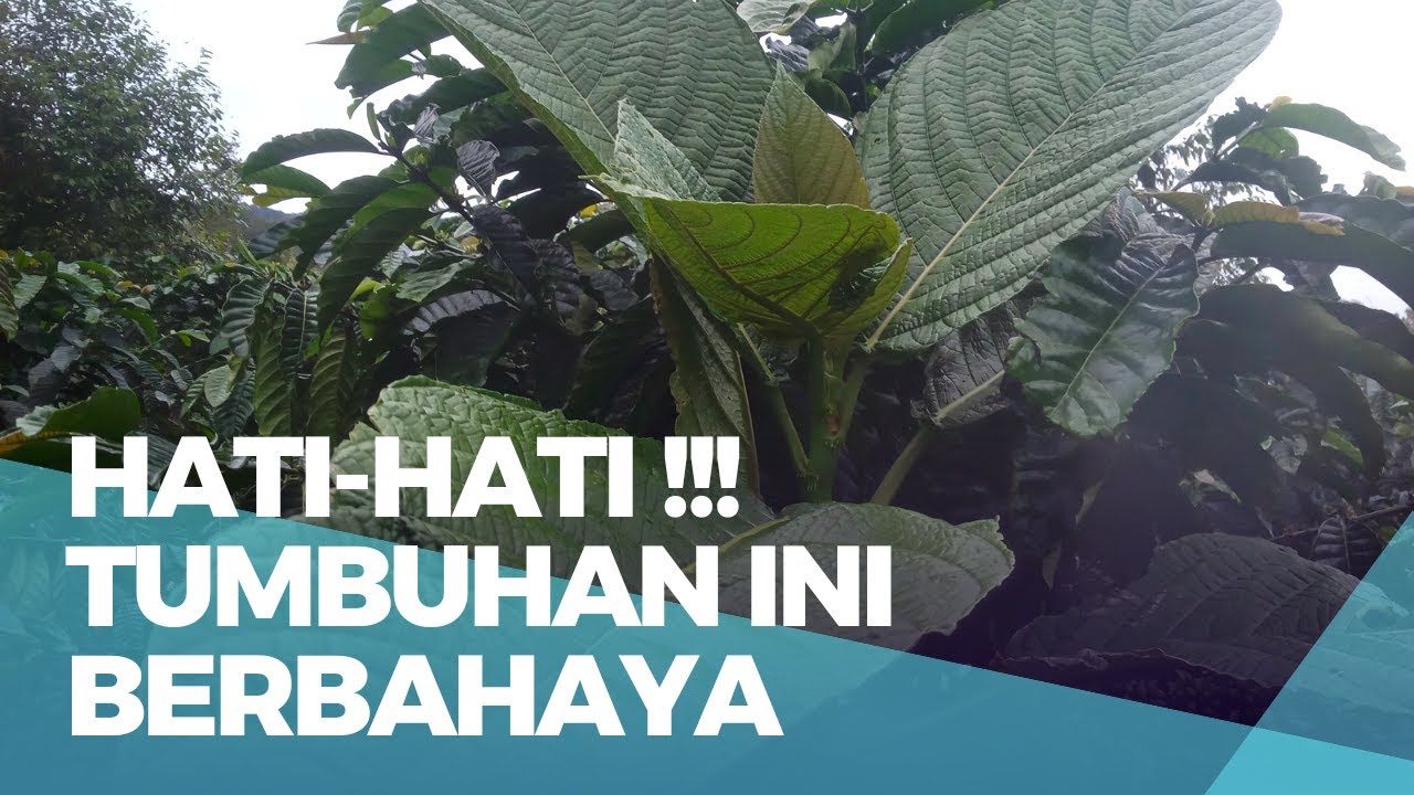 Pohon jelatang dan cara mengobati sengatannya