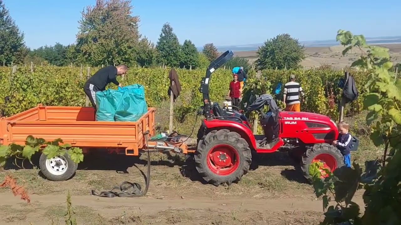  🍷 Vița de vie și licoarea lui Bachus 🍷Culesul strugurilor 🍇🍂 Tractor Irum Tag 24 RH 🚜🚜🚜 