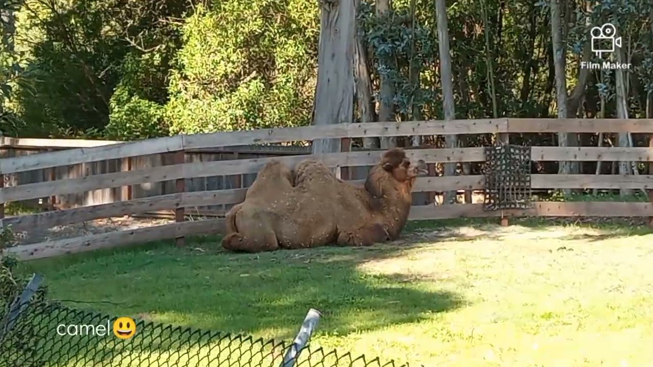 They made my heart melt! My spontaneous trip to the zoo to visit the lovely animals ❤️❤️❤️ #sfzoo 