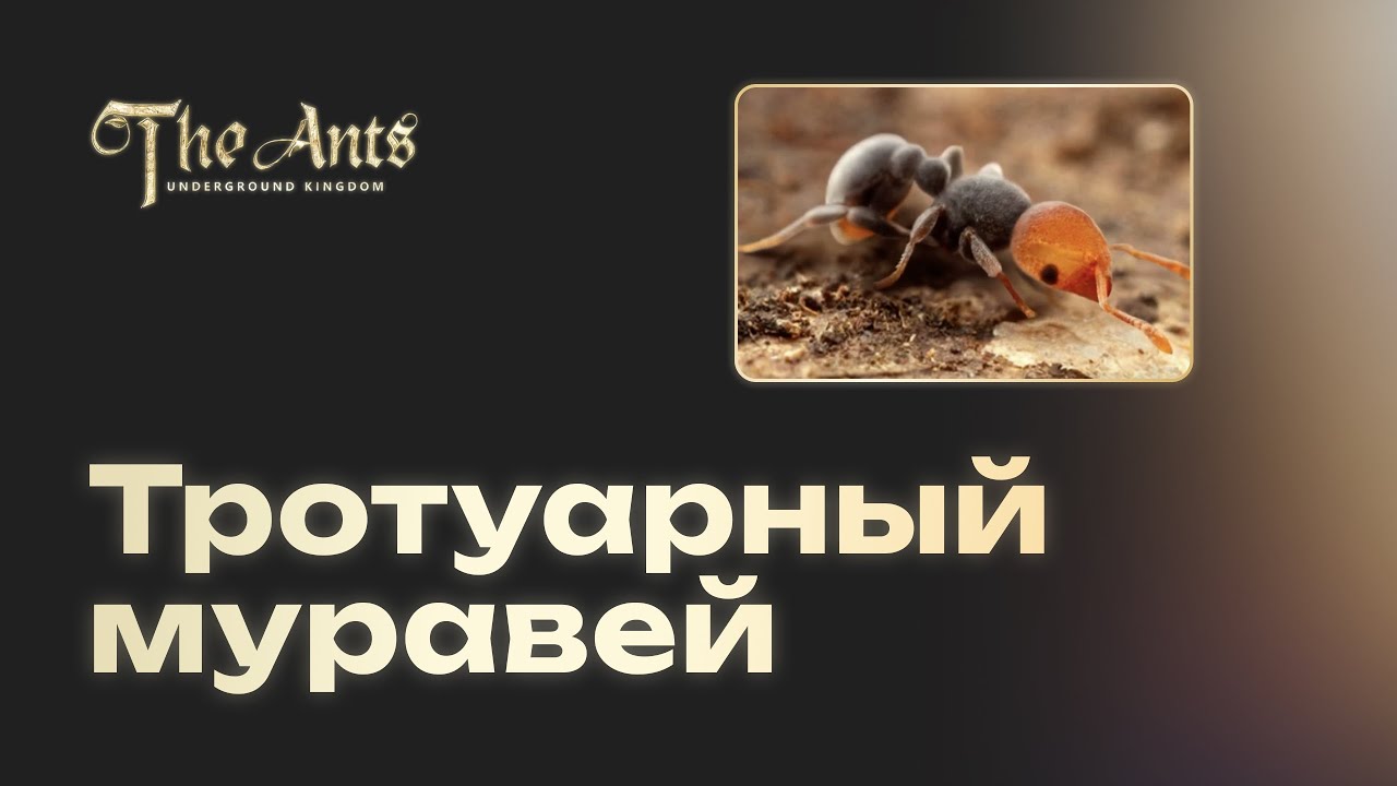 Тротуарный муравей: полный разбор и обзор. Бесполезный?