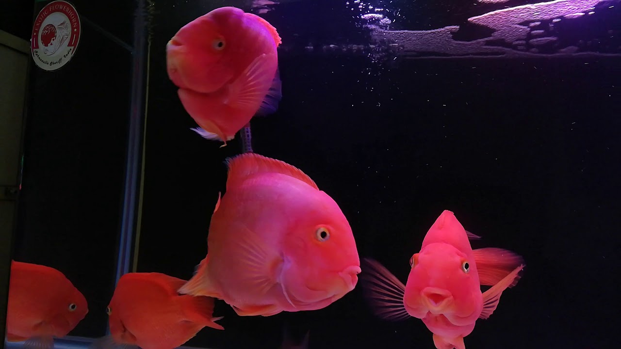 Monster King Kong parrot fish.