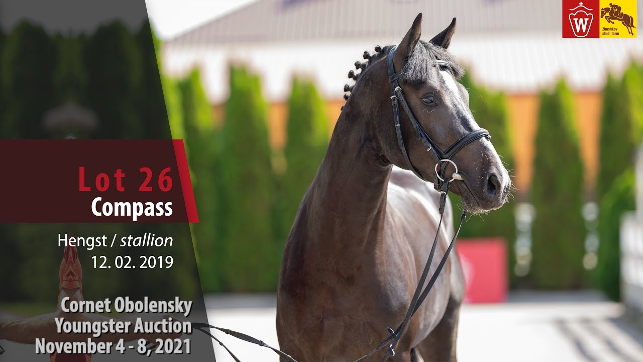 Youngster Auktion Lot 26 Compass Hengst v. Comme il faut NRW -  Kannan