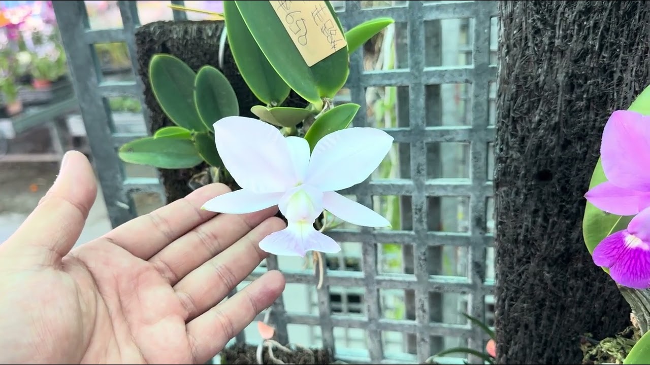 今天來到田尾花市 好久不見的佳德利亞蘭！走路人經典系列