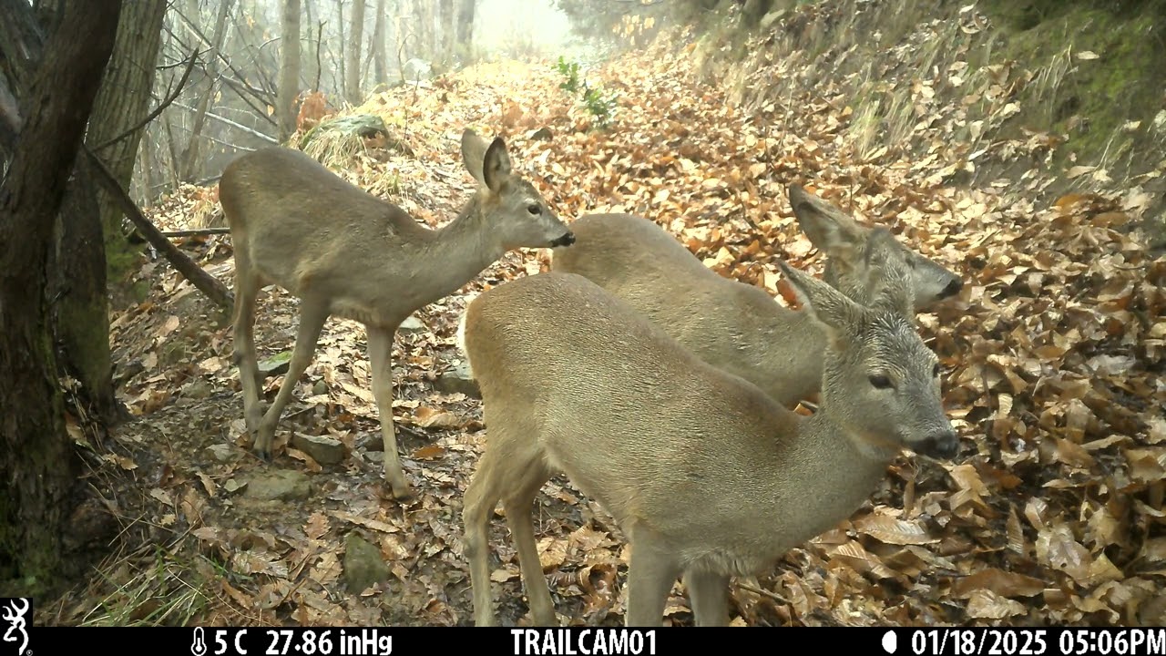 Deer In Italy
