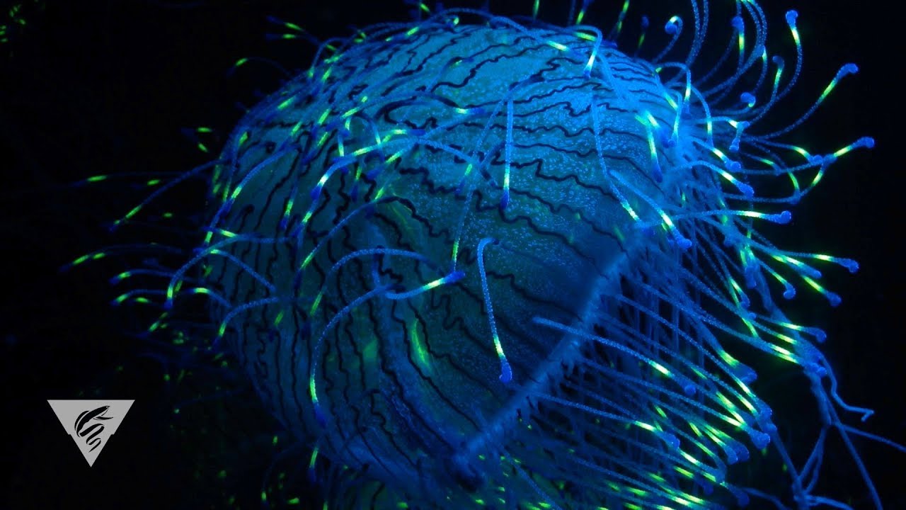 The allure of fluorescence in the ocean