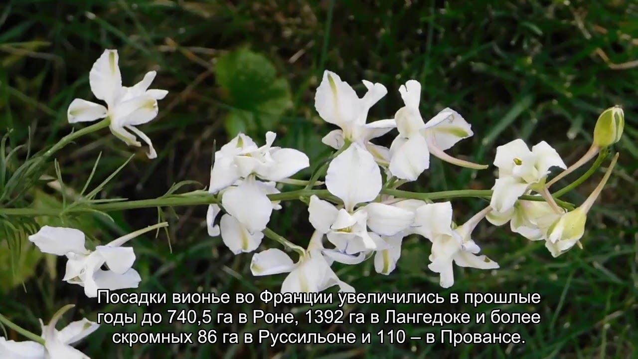 Вионье