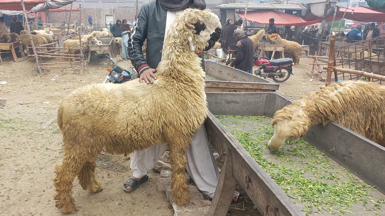 Mundra chatra double hadi lakha mundra desi cross chatry | gujranwala bakra mandi