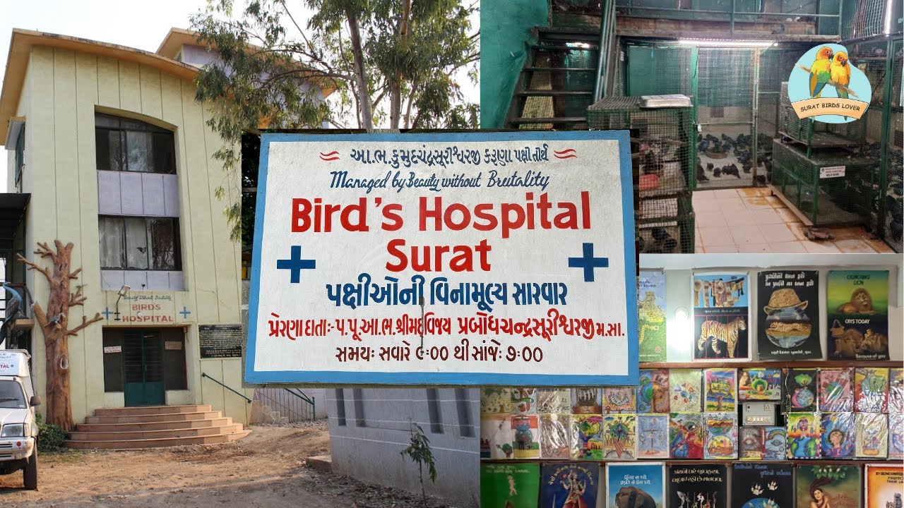 Bird's Hospital in Surat | Beauty Without Brutality | Pet Hospital & Care in Surat