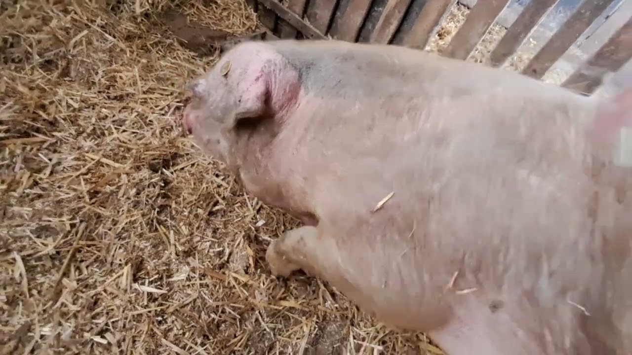 Malacka szomorú története😱😭😭