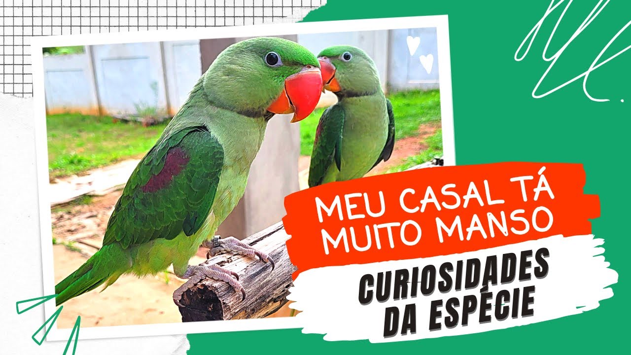 GRANDE ALEXANDRE, UMA AVE SUPER MANSA E EXCELENTE PET - UDP