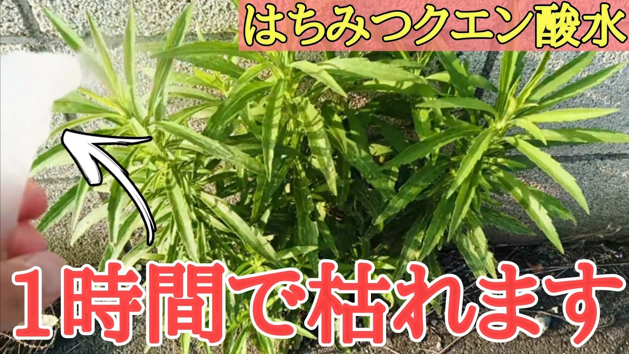 【雑草対策】雑草が1時間で枯れた！？体に良い物だけで作った除草剤で雑草は枯れるのか実験してみた