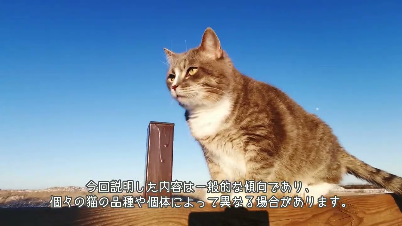 どっちの猫がいい？長毛種と短毛種の違いをまとめて解説します。