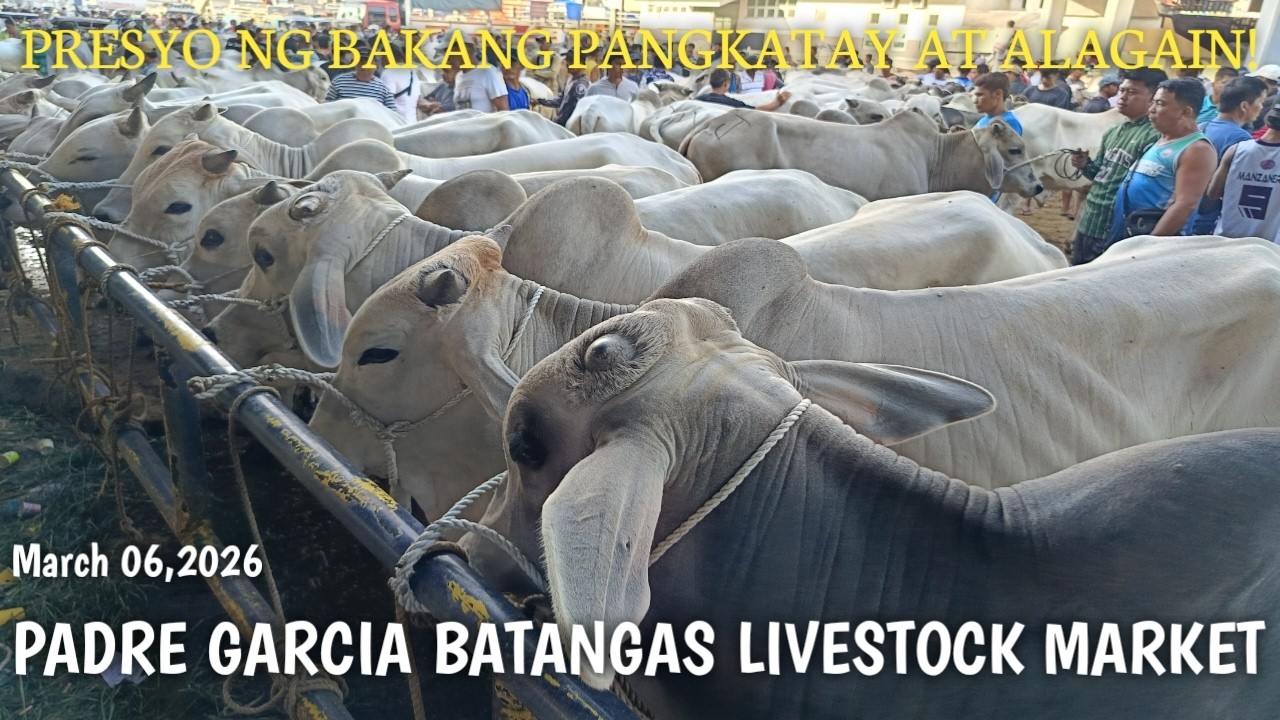 Price Update ng Malalaking Bakang Pang Alaga at Pang Katay! Padre Garcia Batangas