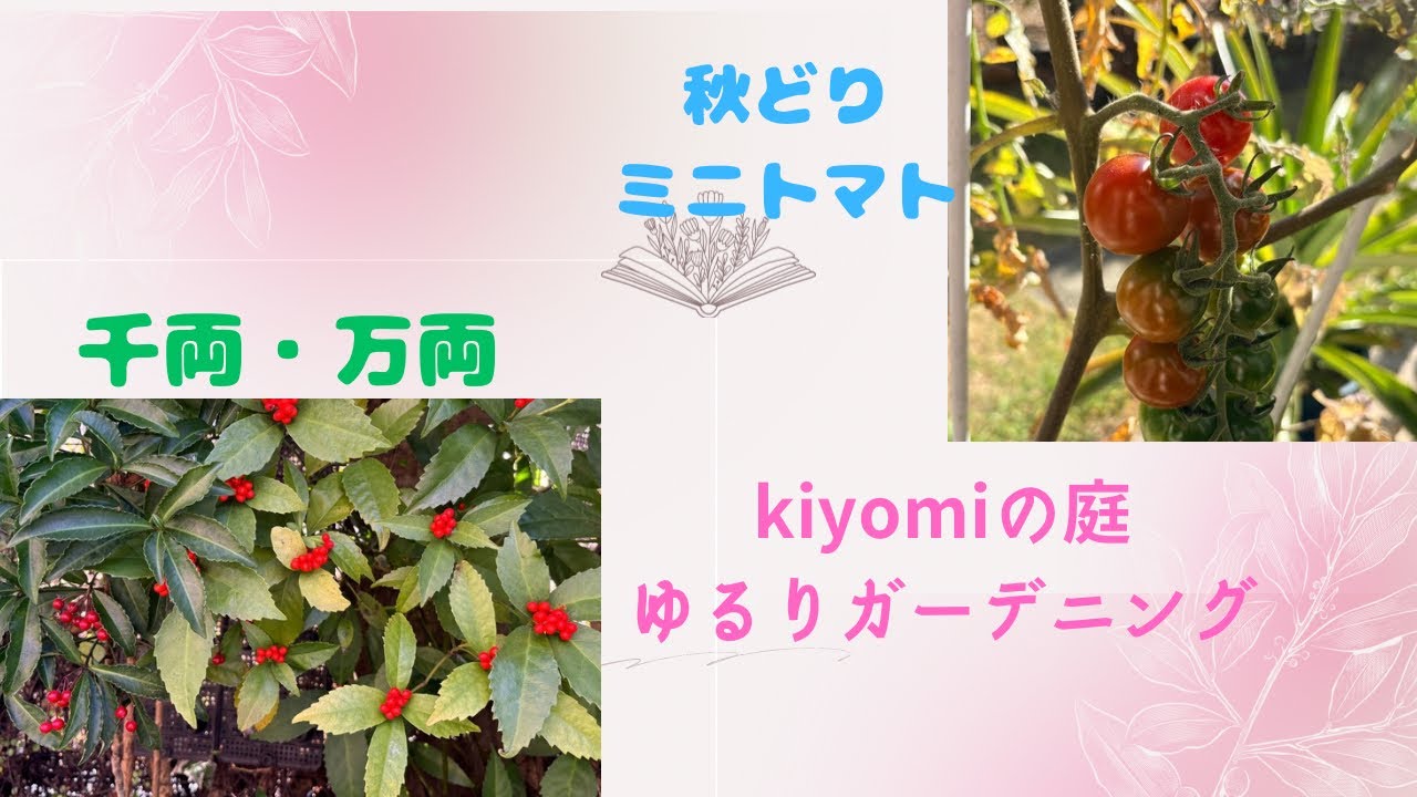 【小さな庭の冬の訪れ】鉢植えブルーベリー・秋どりミニトマトなど