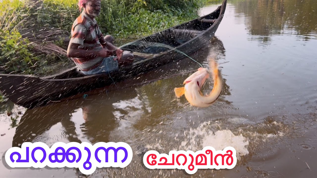 പറക്കുന്ന ചേറുമീൻ കൂട്ടം 