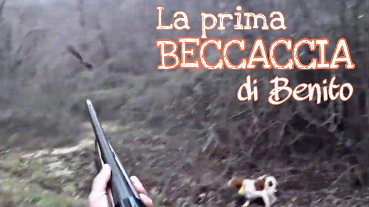 Caccia alla beccaccia : prime beccacce di Benito il Breton, cucciolone alle prime esperienze- GoPro