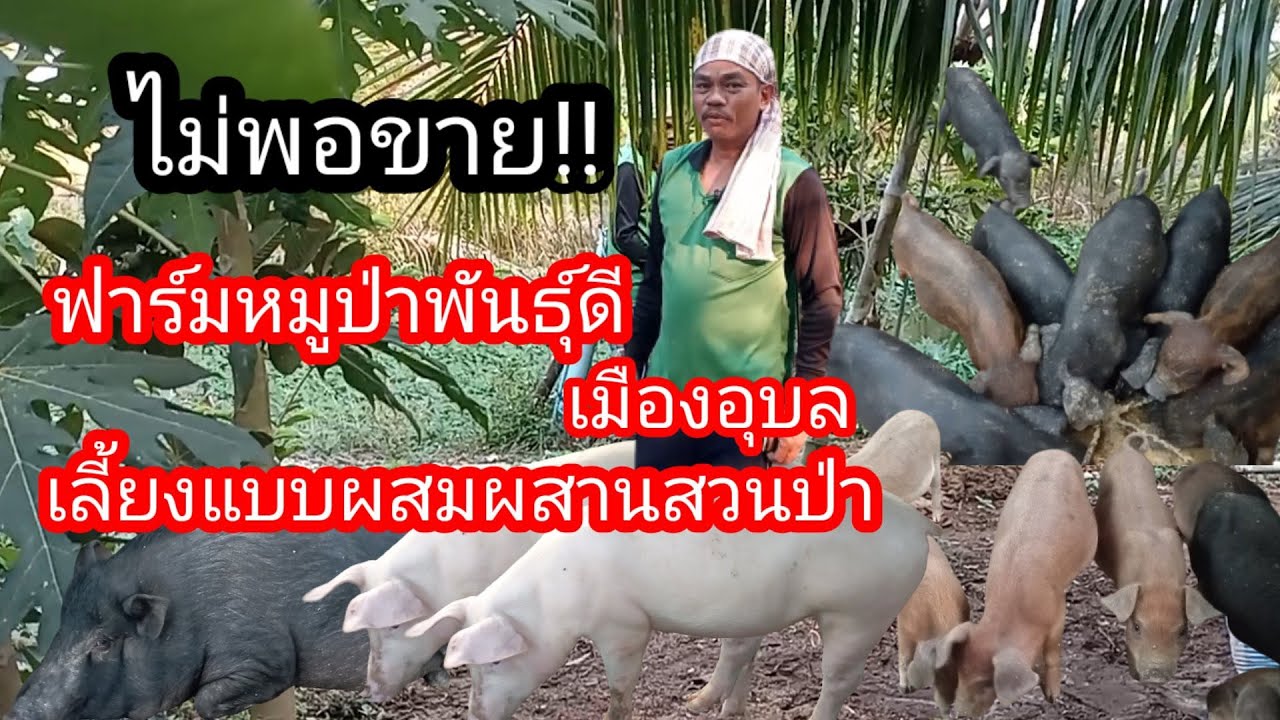 ฟาร์มหมูป่าอันดับ๑ มีมากกว่า200ตัว ตลาดดีไม่พอขาย!! พัฒนาสายพันธุ์จนเป็นที่ยอมรับ เลี้ยงผสมในสวนป่า