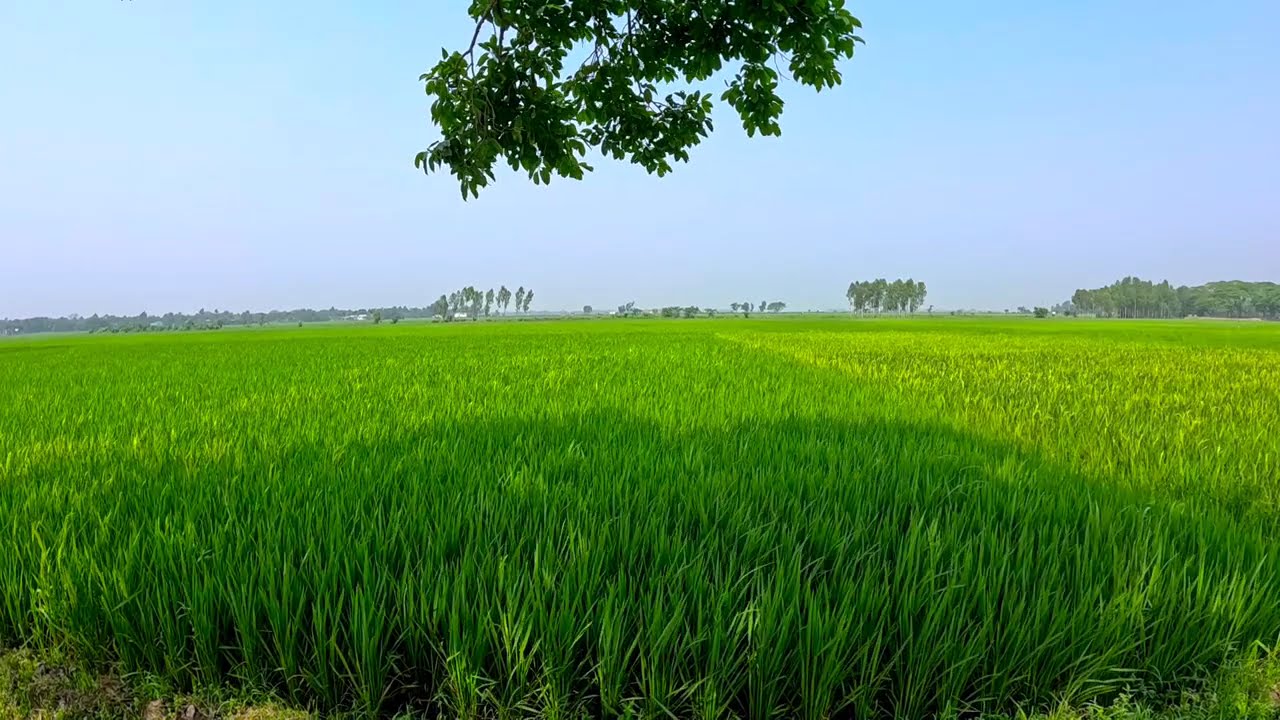 Relaxing Green Rice Field Scenery | Peaceful Landscape for Relaxation