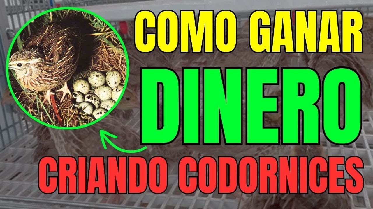 Como GANAR Dinero CRIANDO CODORNICES &iquest;Es RENTABLE criar Codornices para Negocio?