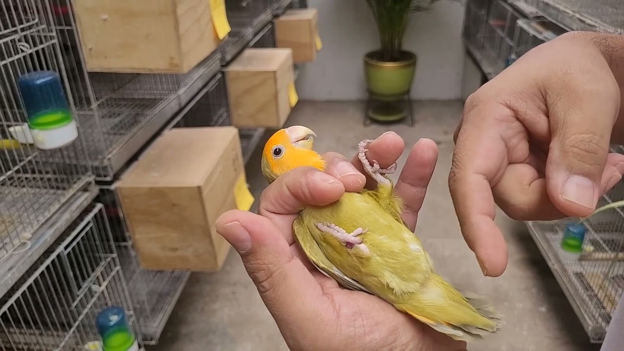 Agapornis Roseicollis con Lalo Aranda del Criadero Qinti, una clase magistral.