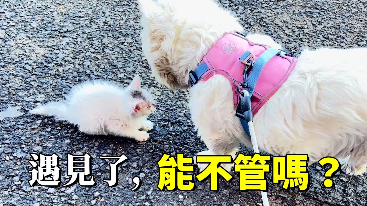 小貓拼命奔向姥姥，它能感覺到姥姥會是它的救命恩人！
