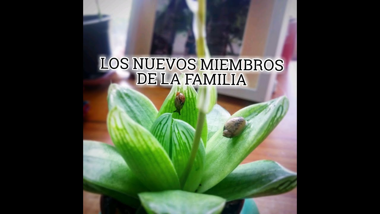 CARACOLAS. Los nuevos miembros de la familia