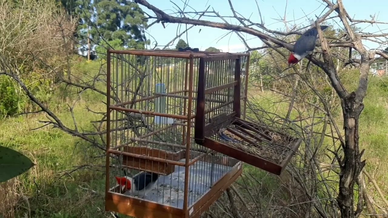 Cazando Cardenal 🇪🇸  / Capturando Cardeal e dando Liberdade 🇧🇷 /Parte 2 ⬇️ Descripcion