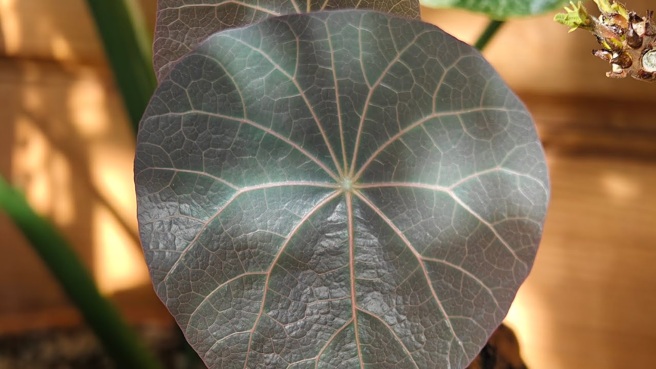 Проверка связи / Как живет коллекция растений 🌱