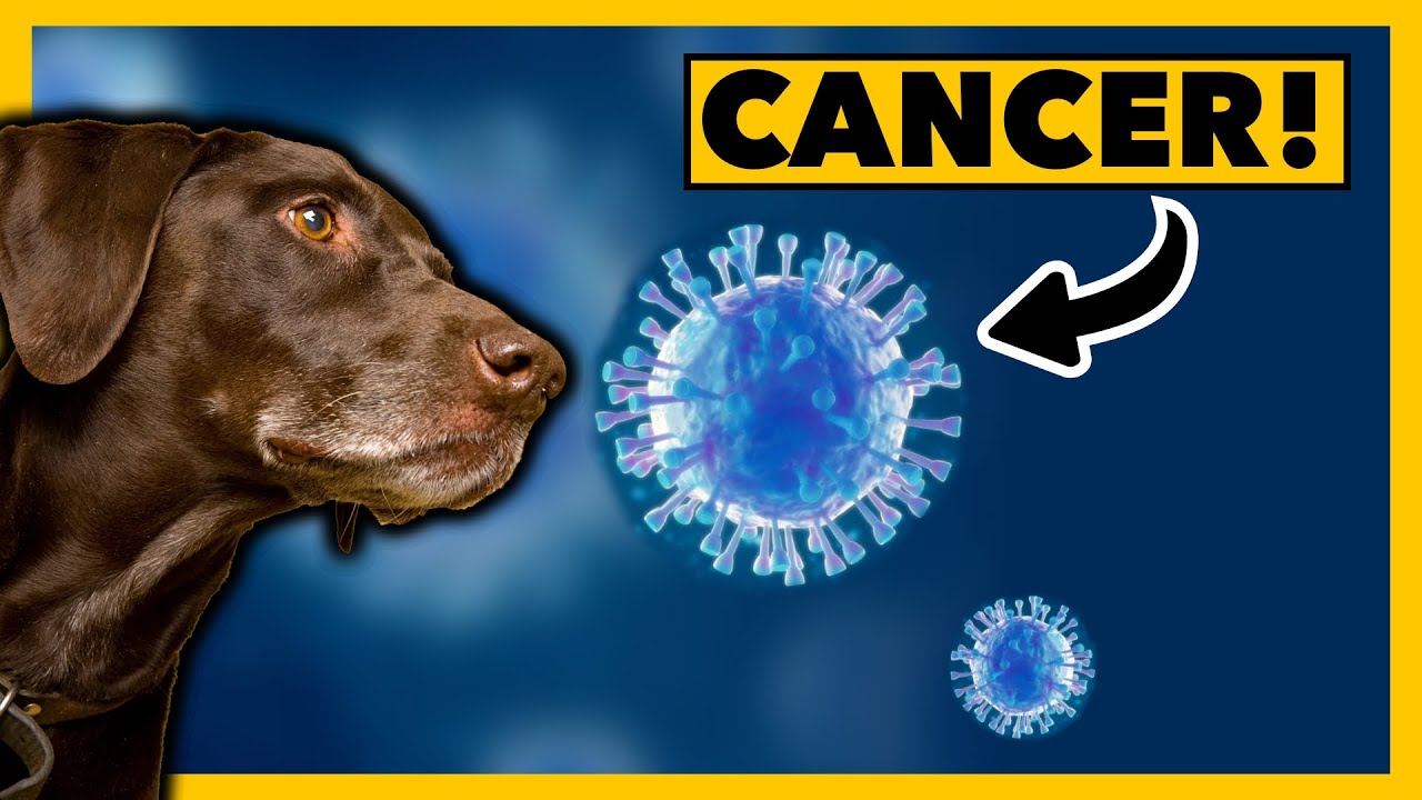 Your next Doctor might be a Golden Retriever