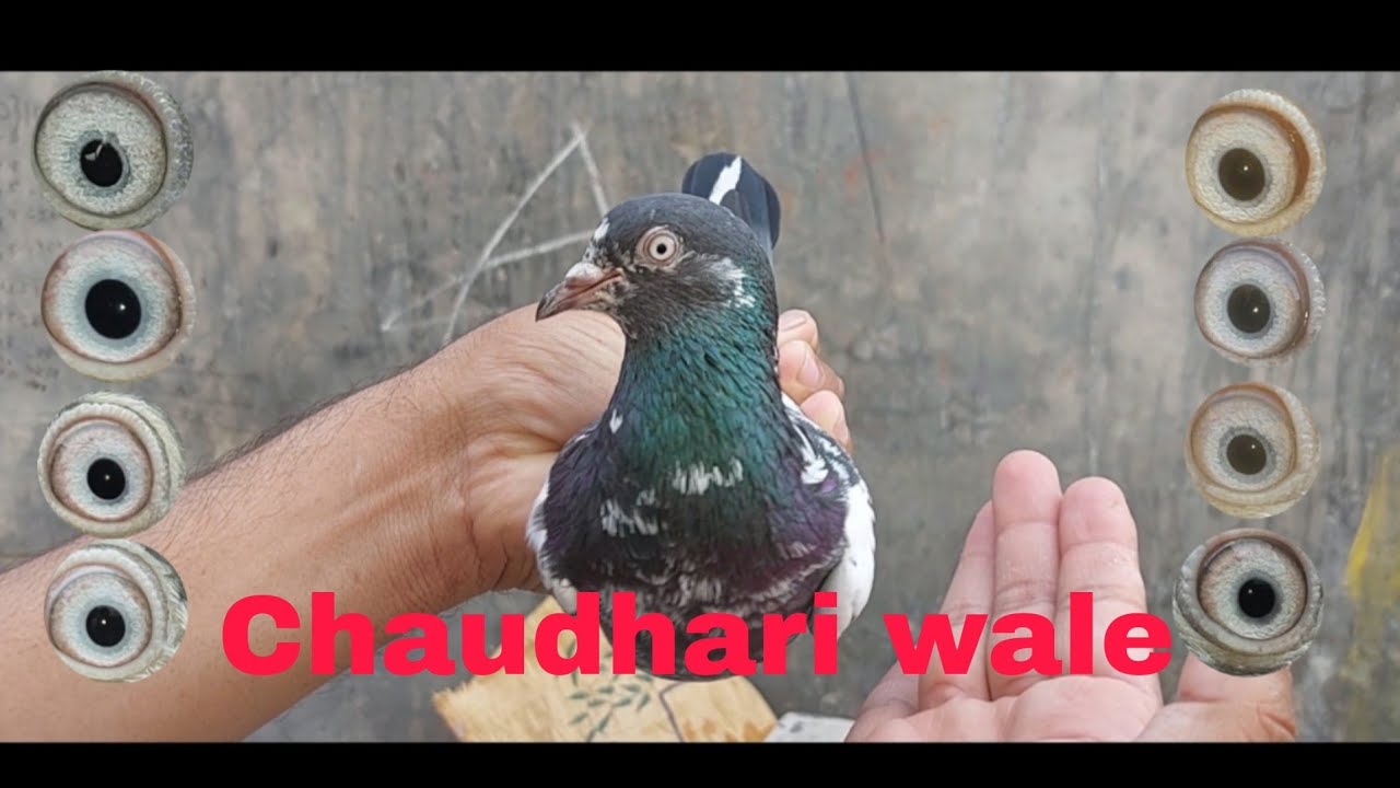 03244753622 Chaudhari wale Teddy Kabootar A plus quality 7 piece