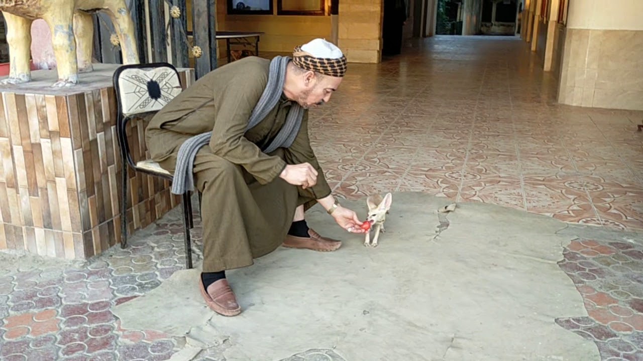 ثعلب الفنك يستقبل الزائرين مع الحاج طلبه