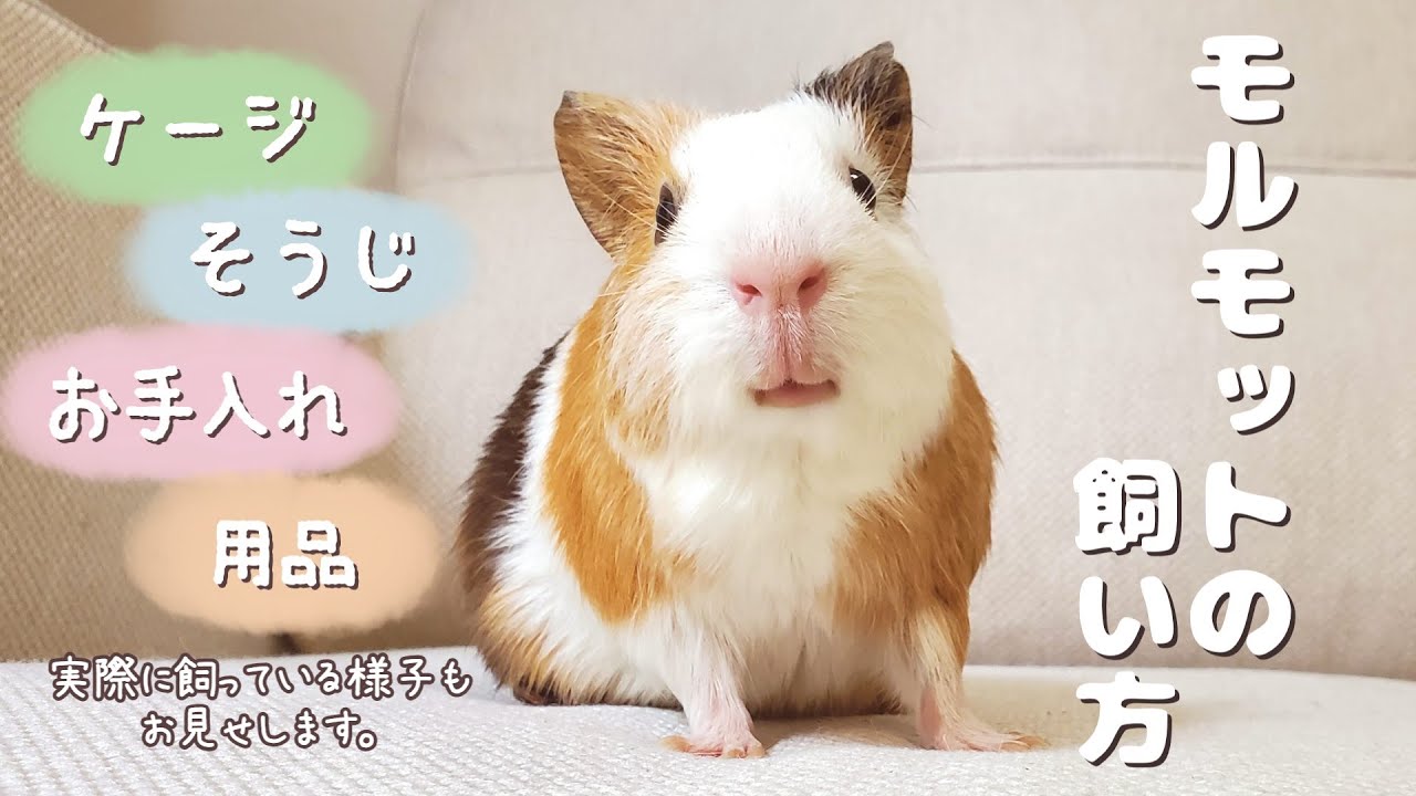 モルモットの飼い方を紹介します【ケージ・お手入れ・用品など】