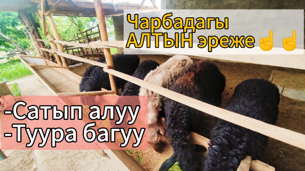 Козу, соолук же чоң кочкор? Эмне баксам деп баш катырбаңыз. #гиссар #ош #кыргызстан #uzbekistan