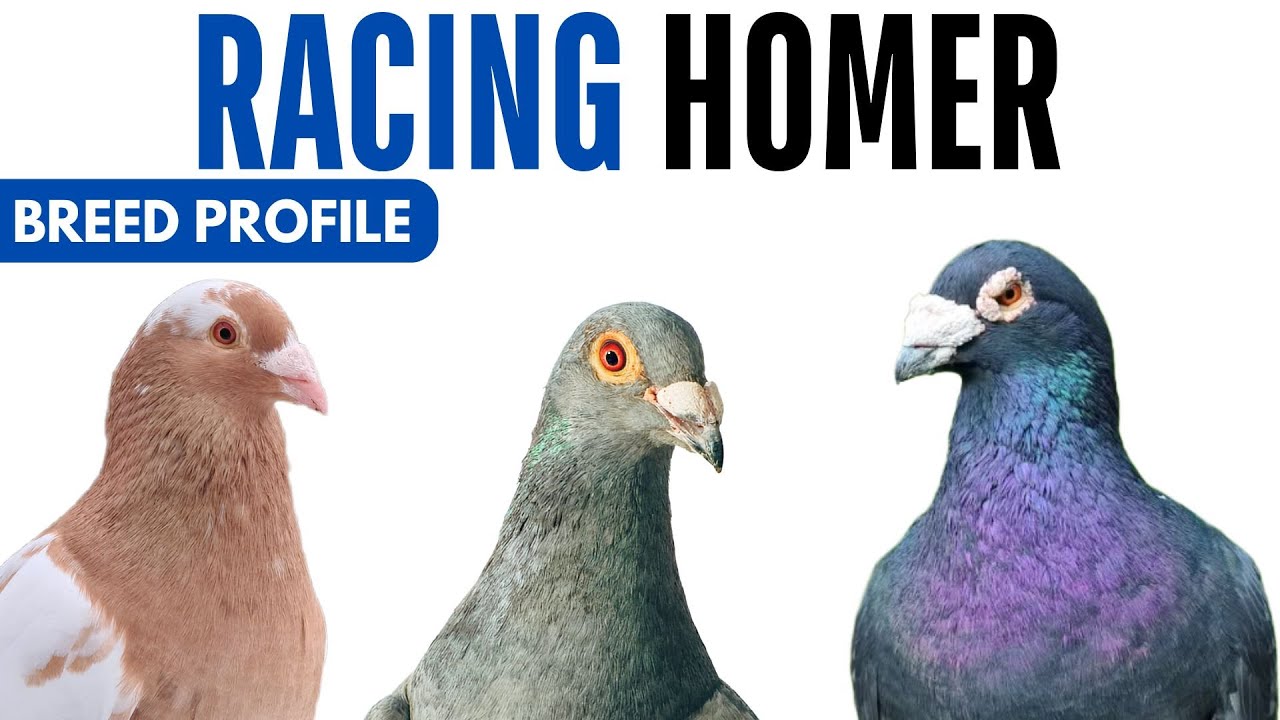 Racing Homer Pigeon Breed Profile - History - Racing Homer Pigeon Health Issues Price Training