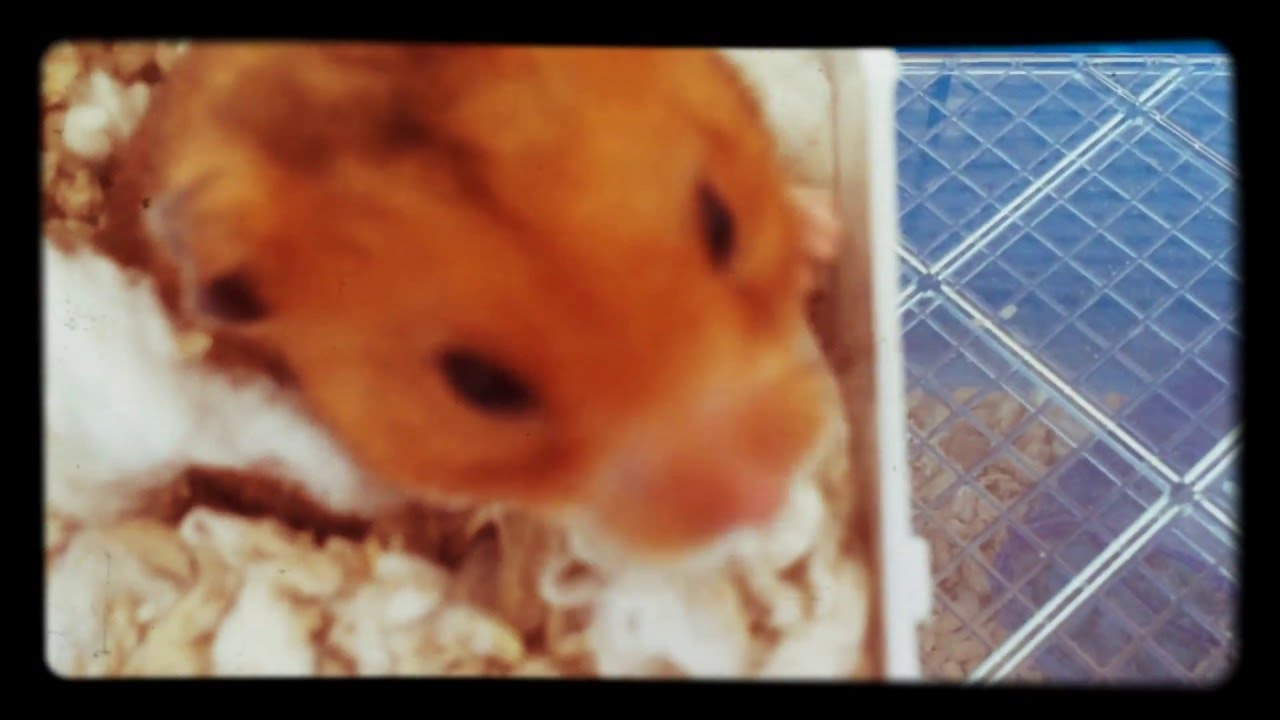min hamster | hade inget att l&auml;gga upp