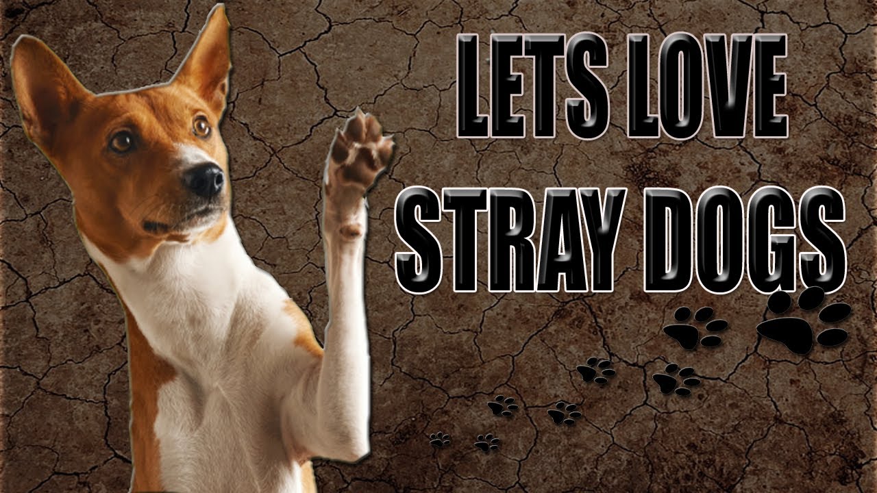 Lets Love stray dogs - Awareness video | kabirdass Official |