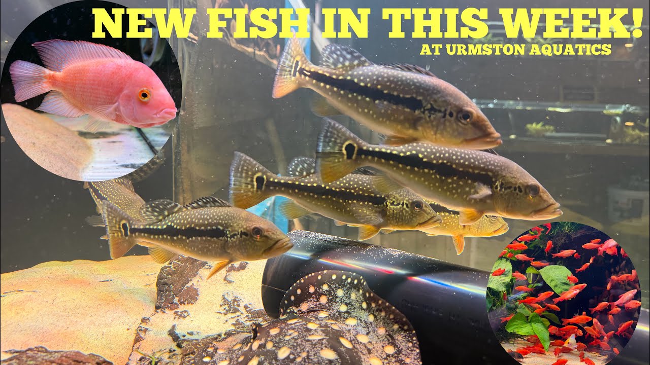 NEW FISH IN THIS WEEK - AT URMSTON AQUATICS 