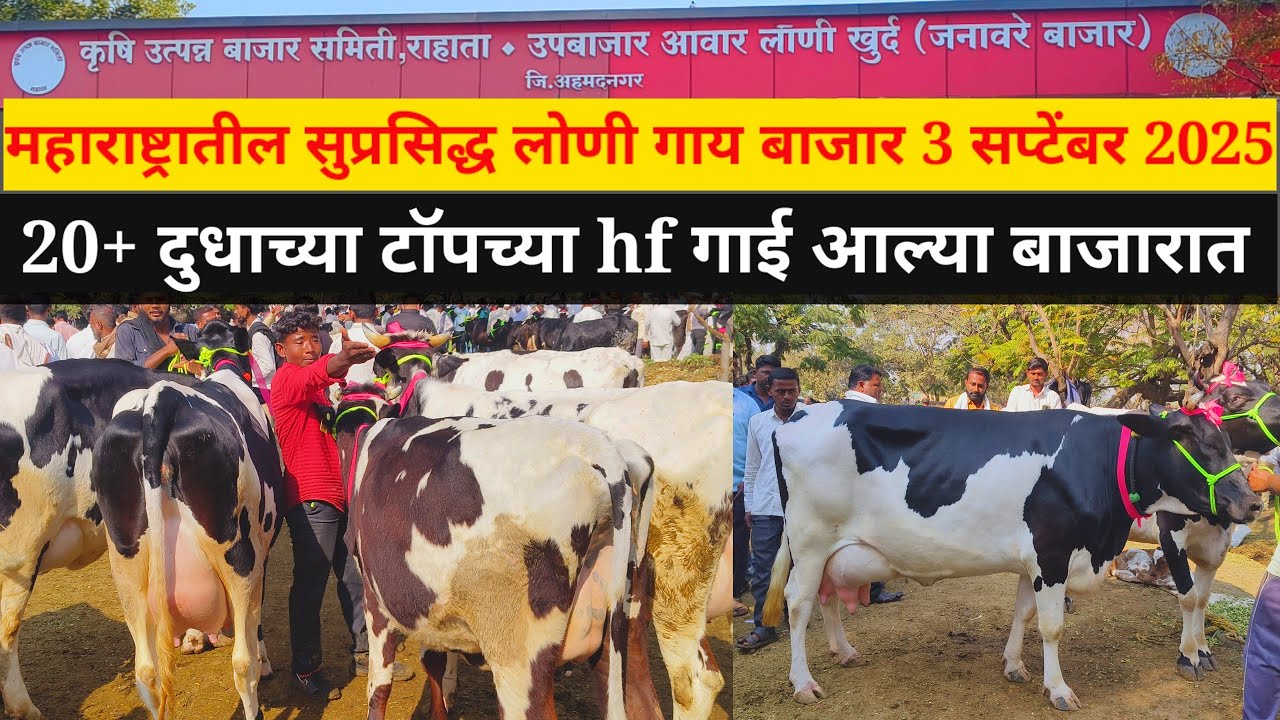 महाराष्ट्रातील सुप्रसिद्ध लोणी गाय बाजार Live 🔴 3 सप्टेंबर 2025 || Loni Cow Market #लोणी #hf 