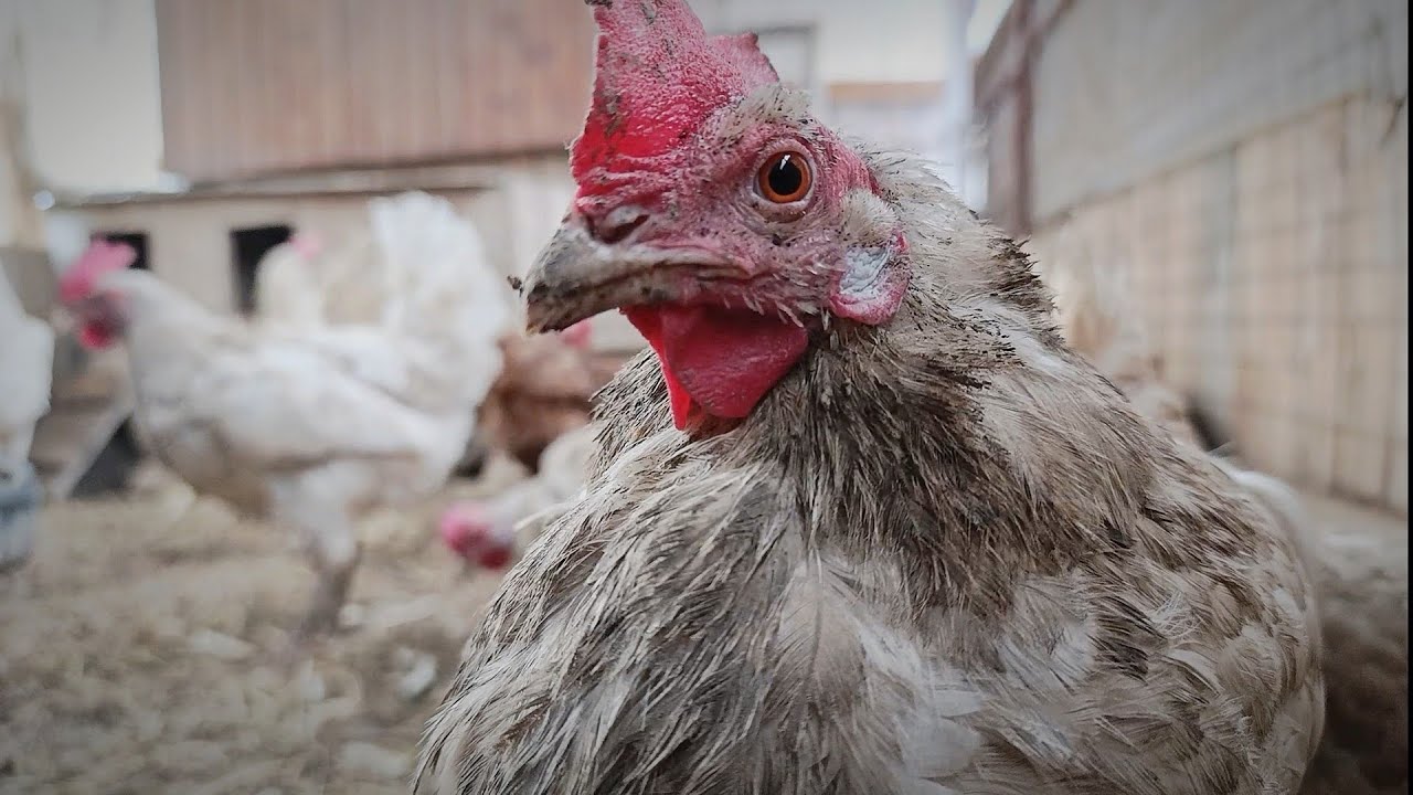 Dynamic Coop Feeding — Chickens Up Close