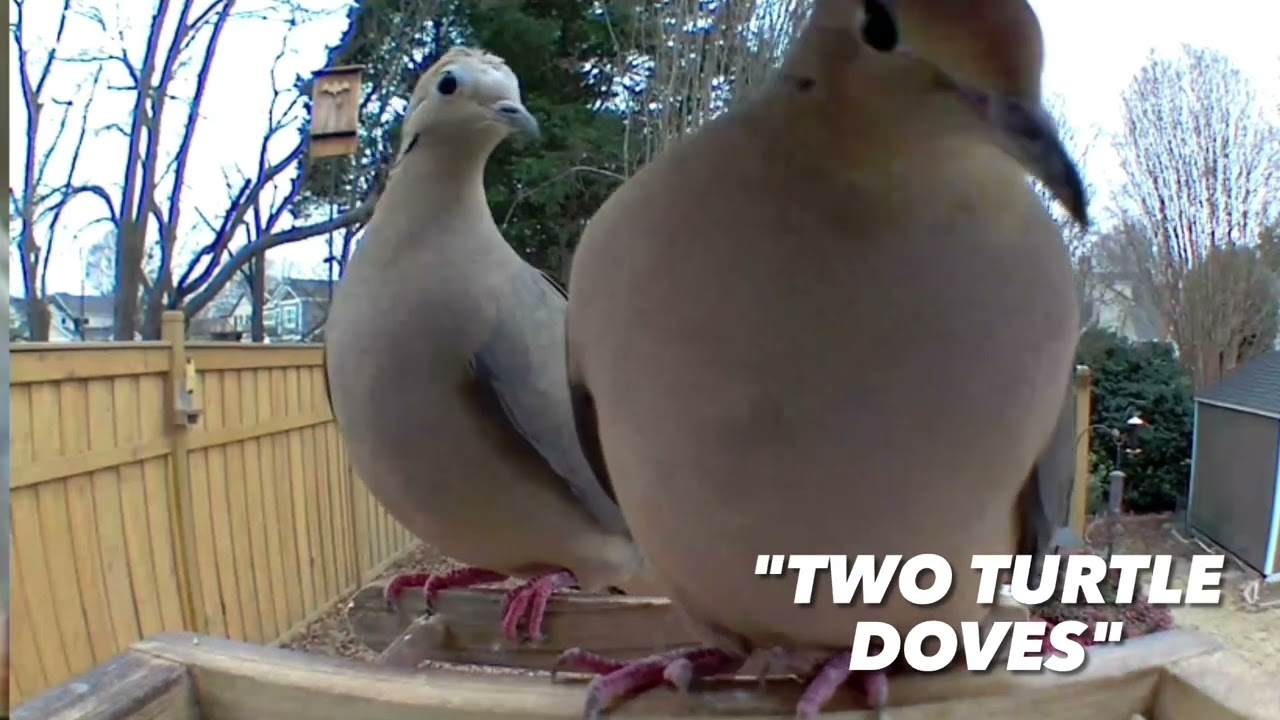 🐦‍⬛🐦‍⬛ Backyard Visitors - Mourning Dove 🐦‍⬛👁️