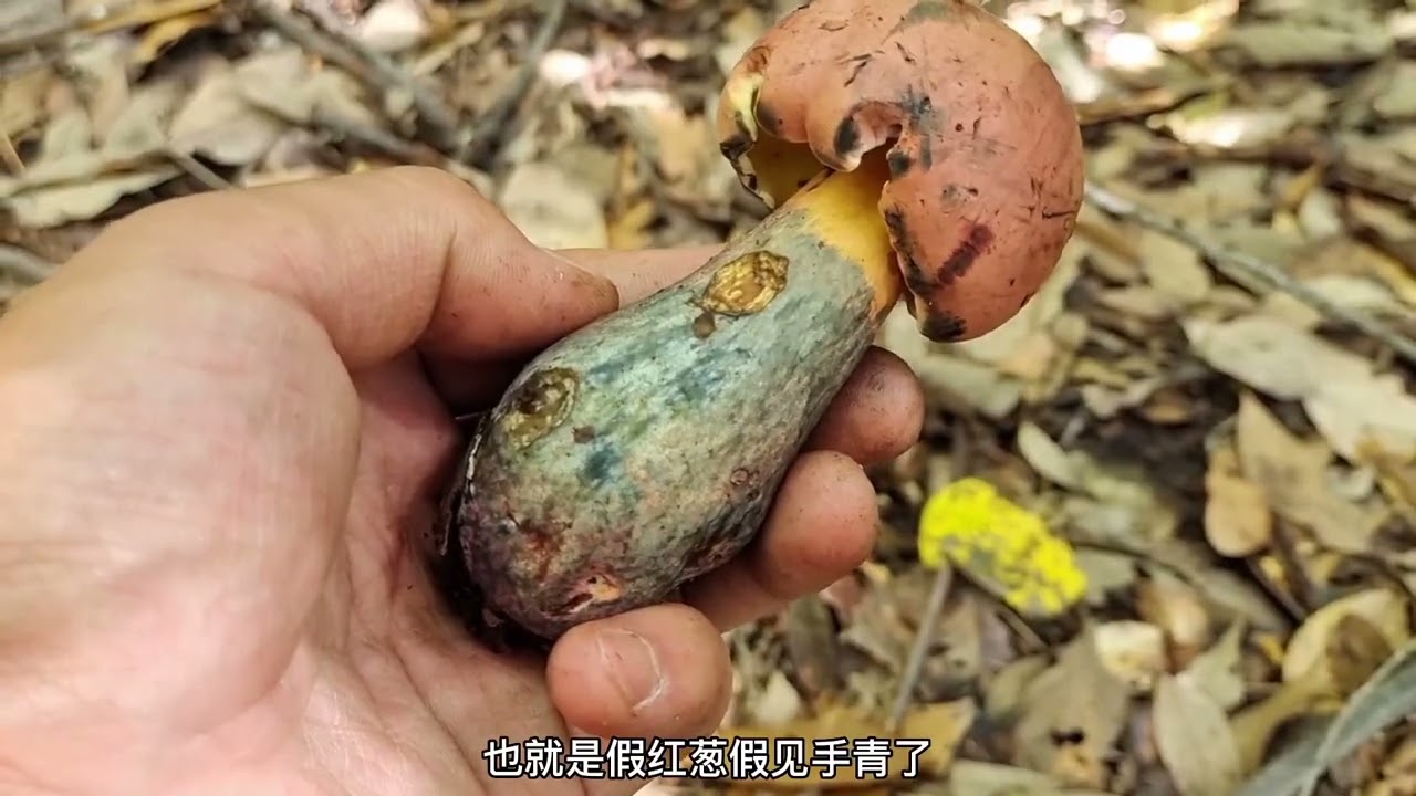 今天的菌子很难捡，外公却捡到了松茸跟黄虎掌，比外孙厉害多了