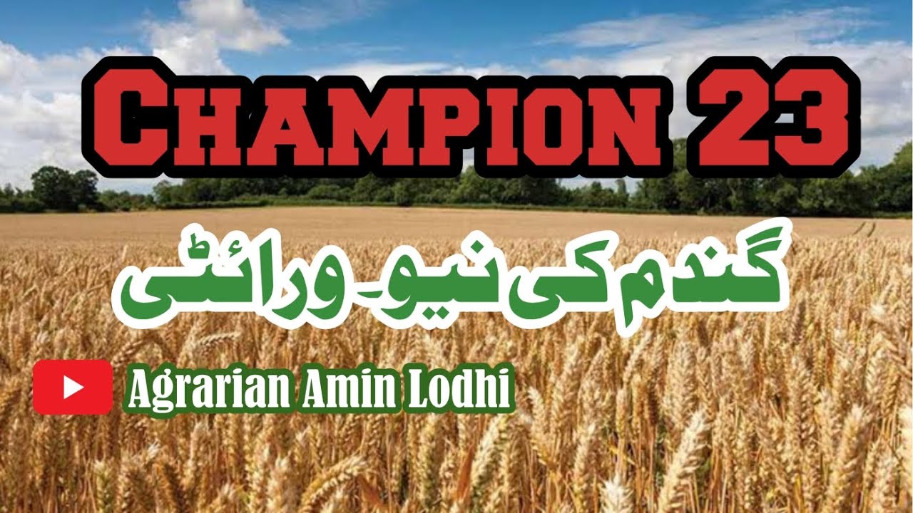 New Wheat Verity || Champion 23 || 73 Mond Yield || Punjab || Agrarian Amin Lodhi